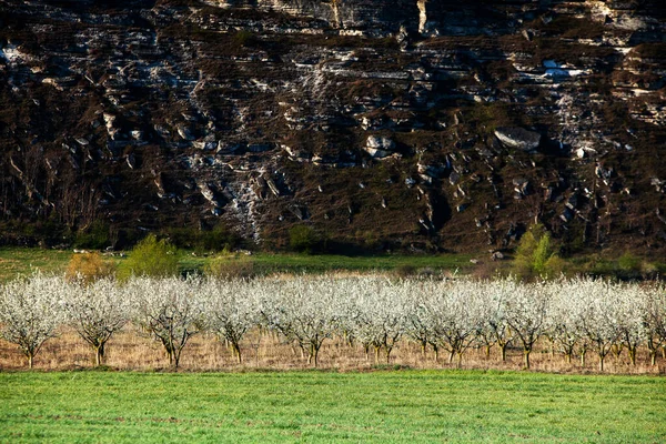 Vackert Vårlandskap Moldavien Grönt Landskap Vårnaturen Parkera Med Grönt Gräs — Stockfoto