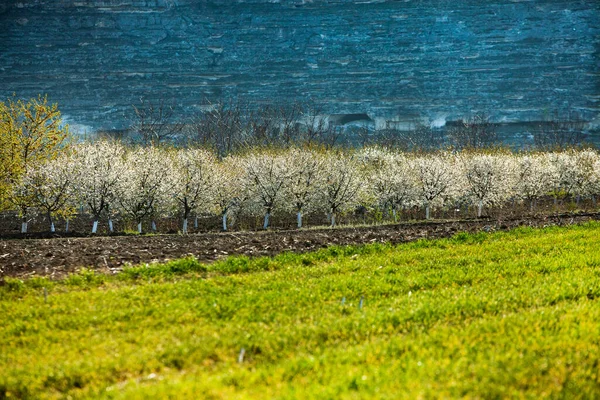 Piękny Wiosenny Krajobraz Republice Mołdowy Zielony Krajobraz Wiosenna Natura Park — Zdjęcie stockowe