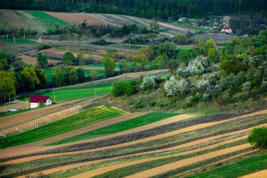 Moldova Cumhuriyeti 'nin güzel bahar manzarası. Yeşil manzara. Bahar doğası. Yeşil Çimenli ve Ağaçlı Park. Avrupa 'ya seyahat. Çiçek açan ağaçlar ve kayalar.