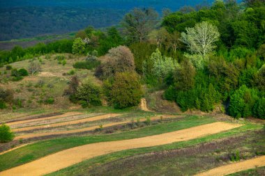 Moldova Cumhuriyeti 'nin güzel bahar manzarası. Yeşil manzara. Bahar doğası. Yeşil Çimenli ve Ağaçlı Park. Avrupa 'ya seyahat. Çiçek açan ağaçlar ve kayalar.
