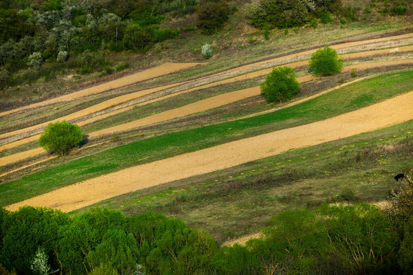 Kaunis Kevätmaisema Moldovan Tasavallassa Vihreä Maisema Luonnon Kevät Park Green — kuvapankkivalokuva