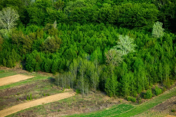 摩尔多瓦共和国美丽的春天风景 绿色的风景春天里公园与绿草和树木 在欧洲旅行 开着花的树和岩石的田野 — 图库照片