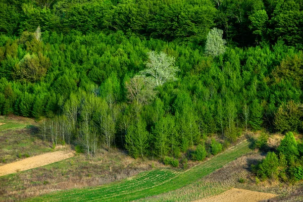 Beau Paysage Printanier République Moldova Paysage Vert Spring Nature Parc — Photo