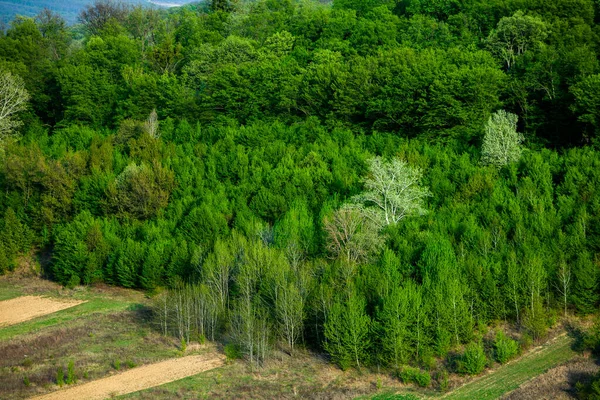 Schöne Frühlingslandschaft Der Republik Moldau Grüne Landschaft Frühling Natur Park — Stockfoto