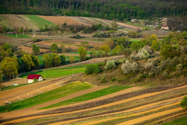 Smukt Forårslandskab Republikken Moldova Grønt Landskab Forårsnaturen Park Med Grønt - Stock-foto