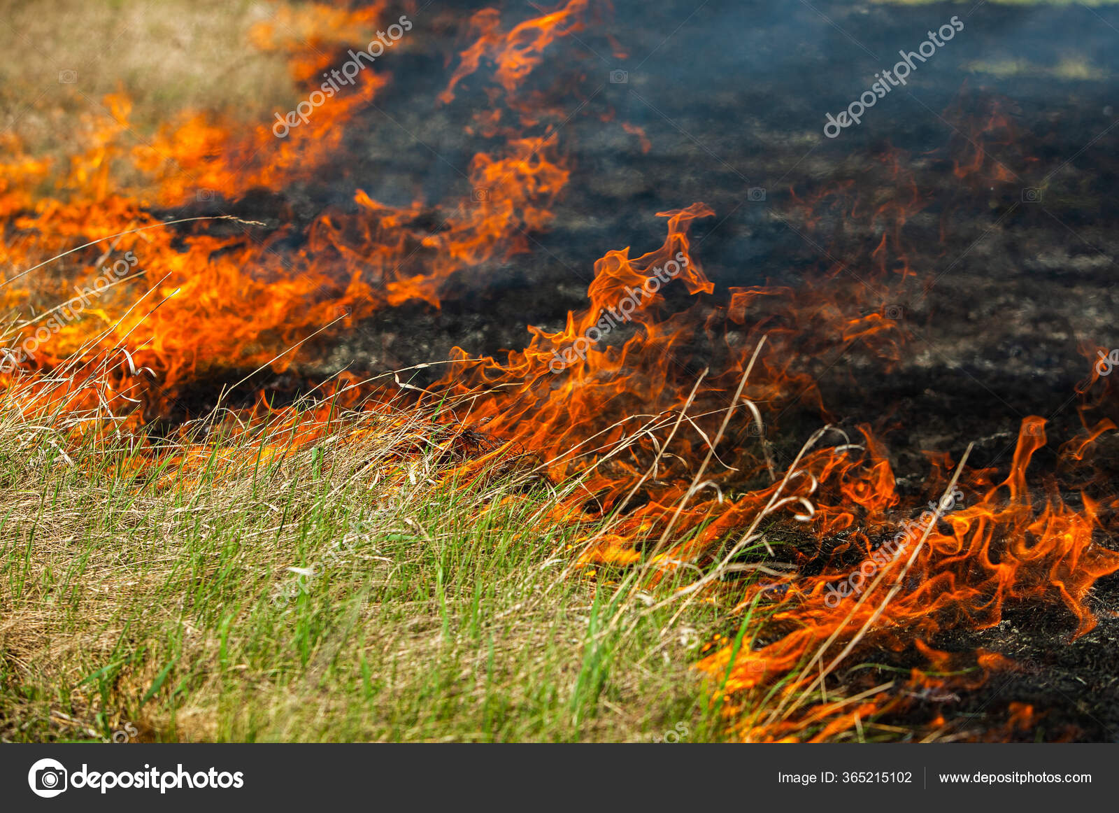 Burning Old Dry Grass Garden Flaming Dry Grass Field Forest Stock