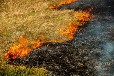 Bahçede eski kuru otları yakmak. Tarlada yanan kuru otlar. Orman yangını. Sakal tarlası çiftçiler tarafından yakılıyor. Sahada yangın.