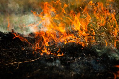 Bahçede eski kuru otları yakmak. Tarlada yanan kuru otlar. Orman yangını. Sakal tarlası çiftçiler tarafından yakılıyor. Sahada yangın.