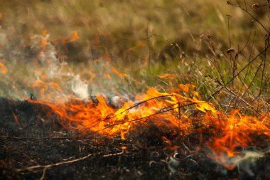 Bahçede eski kuru otları yakmak. Tarlada yanan kuru otlar. Orman yangını. Sakal tarlası çiftçiler tarafından yakılıyor. Sahada yangın.
