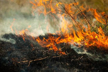 Bahçede eski kuru otları yakmak. Tarlada yanan kuru otlar. Orman yangını. Sakal tarlası çiftçiler tarafından yakılıyor. Sahada yangın.