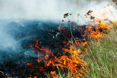 Bahçede eski kuru otları yakmak. Tarlada yanan kuru otlar. Orman yangını. Sakal tarlası çiftçiler tarafından yakılıyor. Sahada yangın.