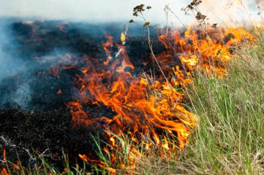 Bahçede eski kuru otları yakmak. Tarlada yanan kuru otlar. Orman yangını. Sakal tarlası çiftçiler tarafından yakılıyor. Sahada yangın.
