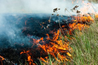 Bahçede eski kuru otları yakmak. Tarlada yanan kuru otlar. Orman yangını. Sakal tarlası çiftçiler tarafından yakılıyor. Sahada yangın.