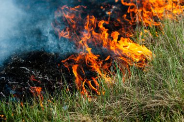 Bahçede eski kuru otları yakmak. Tarlada yanan kuru otlar. Orman yangını. Sakal tarlası çiftçiler tarafından yakılıyor. Sahada yangın.