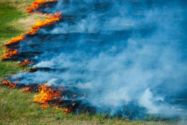 Bahçede eski kuru otları yakmak. Tarlada yanan kuru otlar. Orman yangını. Sakal tarlası çiftçiler tarafından yakılıyor. Sahada yangın.