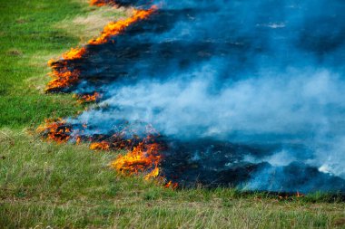 Bahçede eski kuru otları yakmak. Tarlada yanan kuru otlar. Orman yangını. Sakal tarlası çiftçiler tarafından yakılıyor. Sahada yangın.