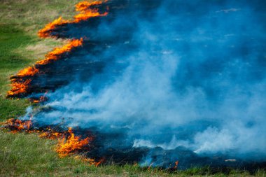 Bahçede eski kuru otları yakmak. Tarlada yanan kuru otlar. Orman yangını. Sakal tarlası çiftçiler tarafından yakılıyor. Sahada yangın.