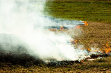 Bahçede eski kuru otları yakmak. Tarlada yanan kuru otlar. Orman yangını. Sakal tarlası çiftçiler tarafından yakılıyor. Sahada yangın.