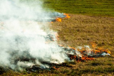 Bahçede eski kuru otları yakmak. Tarlada yanan kuru otlar. Orman yangını. Sakal tarlası çiftçiler tarafından yakılıyor. Sahada yangın.