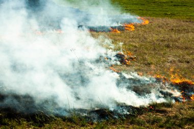 Bahçede eski kuru otları yakmak. Tarlada yanan kuru otlar. Orman yangını. Sakal tarlası çiftçiler tarafından yakılıyor. Sahada yangın.