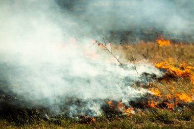 Bahçede eski kuru otları yakmak. Tarlada yanan kuru otlar. Orman yangını. Sakal tarlası çiftçiler tarafından yakılıyor. Sahada yangın.