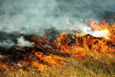 Bahçede eski kuru otları yakmak. Tarlada yanan kuru otlar. Orman yangını. Sakal tarlası çiftçiler tarafından yakılıyor. Sahada yangın.
