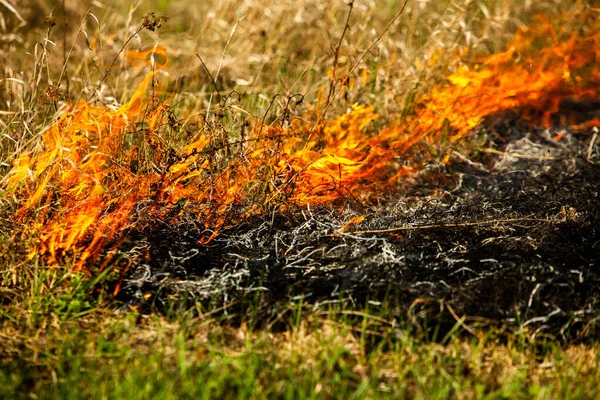 Bahçede Eski Kuru Otları Yakmak Tarlada Yanan Kuru Otlar Orman — Stok fotoğraf