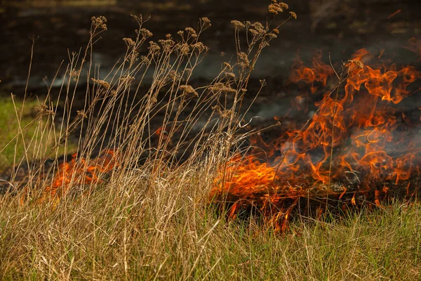 Bränner Gammalt Torrt Gräs Trädgården Flammande Torrt Gräs Ett Fält — Stockfoto