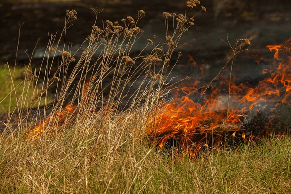 Bränner Gammalt Torrt Gräs Trädgården Flammande Torrt Gräs Ett Fält — Stockfoto