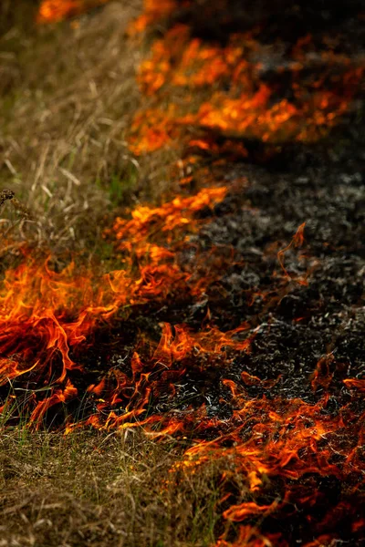 庭で古い乾燥した草を燃やす フィールド上の乾燥した草の炎 森林火災 安定した畑は農家によって焼かれる 現場での火災 — ストック写真