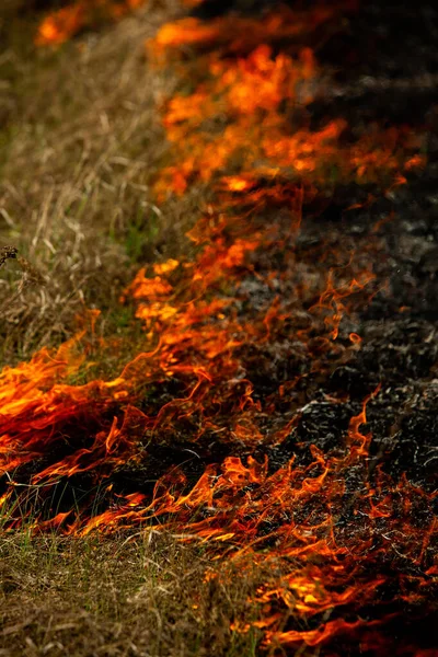 Bränner Gammalt Torrt Gräs Trädgården Flammande Torrt Gräs Ett Fält — Stockfoto