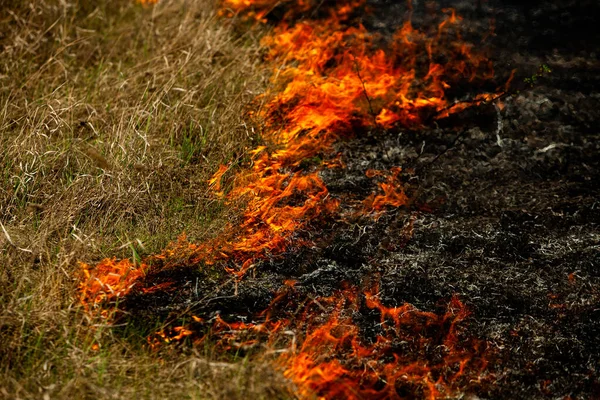 Bränner Gammalt Torrt Gräs Trädgården Flammande Torrt Gräs Ett Fält — Stockfoto