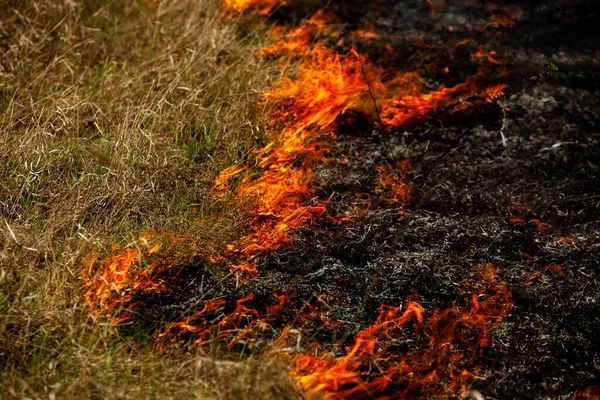 Bränner Gammalt Torrt Gräs Trädgården Flammande Torrt Gräs Ett Fält — Stockfoto