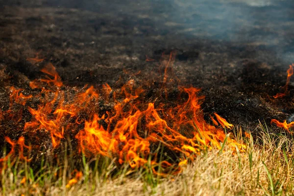 Palenie Starej Suchej Trawy Ogrodzie Płonąca Sucha Trawa Polu Pożar — Zdjęcie stockowe