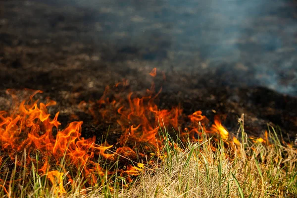 Bruciando Vecchia Erba Secca Giardino Erba Secca Fiammeggiante Campo Incendio — Foto Stock