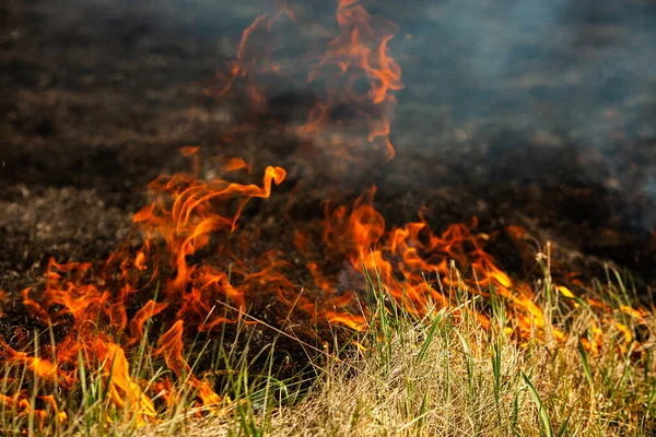 庭で古い乾燥した草を燃やす フィールド上の乾燥した草の炎 森林火災 安定した畑は農家によって焼かれる 現場での火災 — ストック写真
