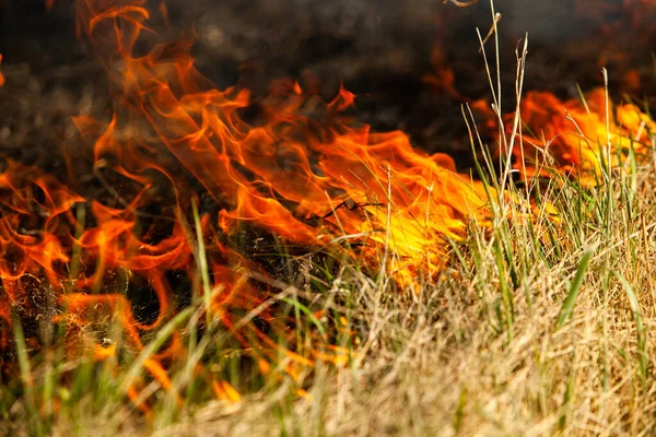 Bränner Gammalt Torrt Gräs Trädgården Flammande Torrt Gräs Ett Fält — Stockfoto