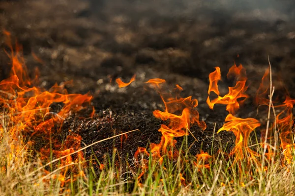 Сжигание Старой Сухой Травы Саду Пылающая Сухая Трава Поле Лесной — стоковое фото