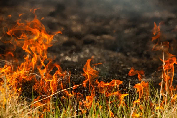 Bränner Gammalt Torrt Gräs Trädgården Flammande Torrt Gräs Ett Fält — Stockfoto