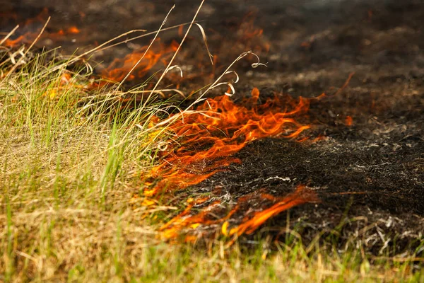 Bruciando Vecchia Erba Secca Giardino Erba Secca Fiammeggiante Campo Incendio — Foto Stock