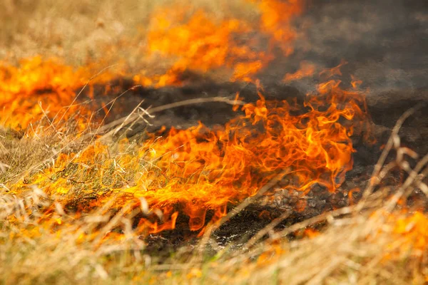 Bränner Gammalt Torrt Gräs Trädgården Flammande Torrt Gräs Ett Fält — Stockfoto