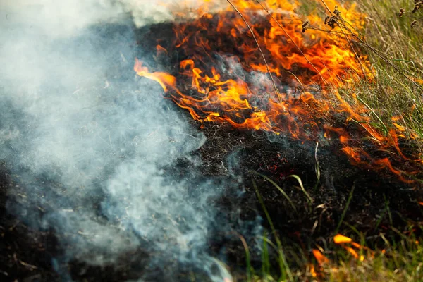 Bränner Gammalt Torrt Gräs Trädgården Flammande Torrt Gräs Ett Fält — Stockfoto