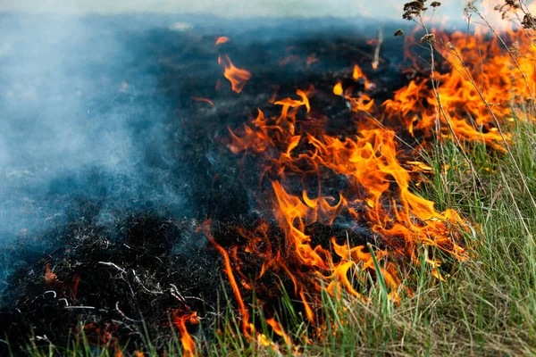 Bruciando Vecchia Erba Secca Giardino Erba Secca Fiammeggiante Campo Incendio — Foto Stock