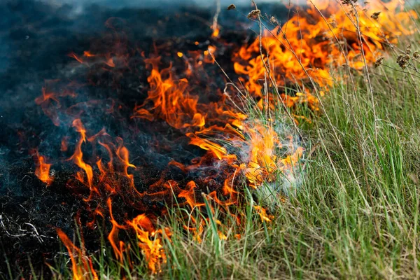 Bränner Gammalt Torrt Gräs Trädgården Flammande Torrt Gräs Ett Fält — Stockfoto