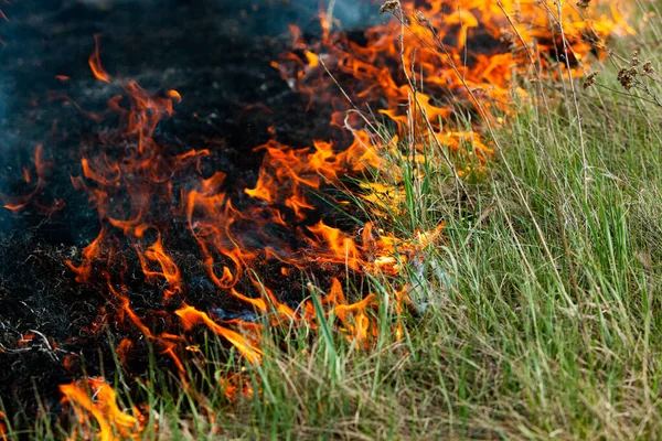 Bruciando Vecchia Erba Secca Giardino Erba Secca Fiammeggiante Campo Incendio — Foto Stock