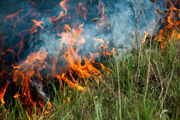 Bruciando Vecchia Erba Secca Giardino Erba Secca Fiammeggiante Campo Incendio — Foto Stock