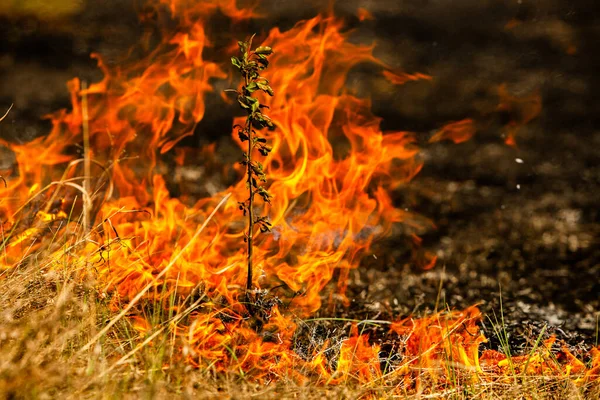 Burning Old Dry Grass Garden Flaming Dry Grass Field Forest — Stock Photo, Image