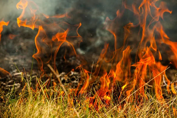 Bruciando Vecchia Erba Secca Giardino Erba Secca Fiammeggiante Campo Incendio — Foto Stock