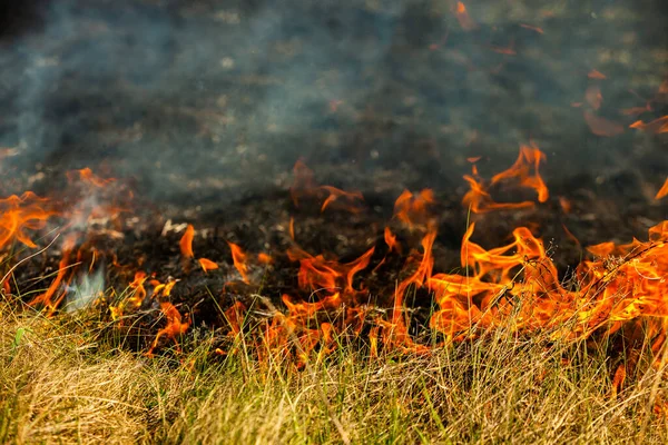 Bränner Gammalt Torrt Gräs Trädgården Flammande Torrt Gräs Ett Fält — Stockfoto