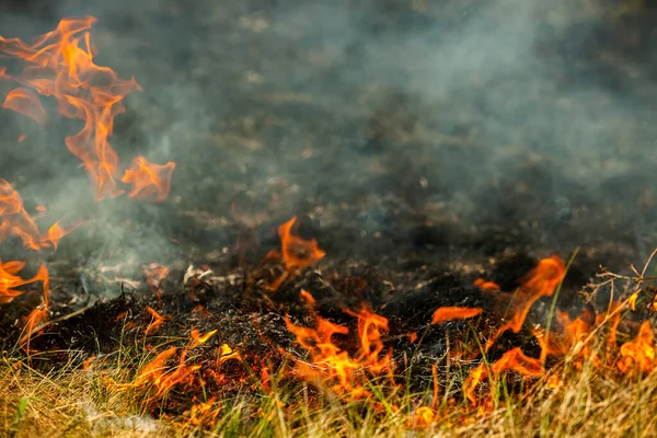 Bruciando Vecchia Erba Secca Giardino Erba Secca Fiammeggiante Campo Incendio — Foto Stock